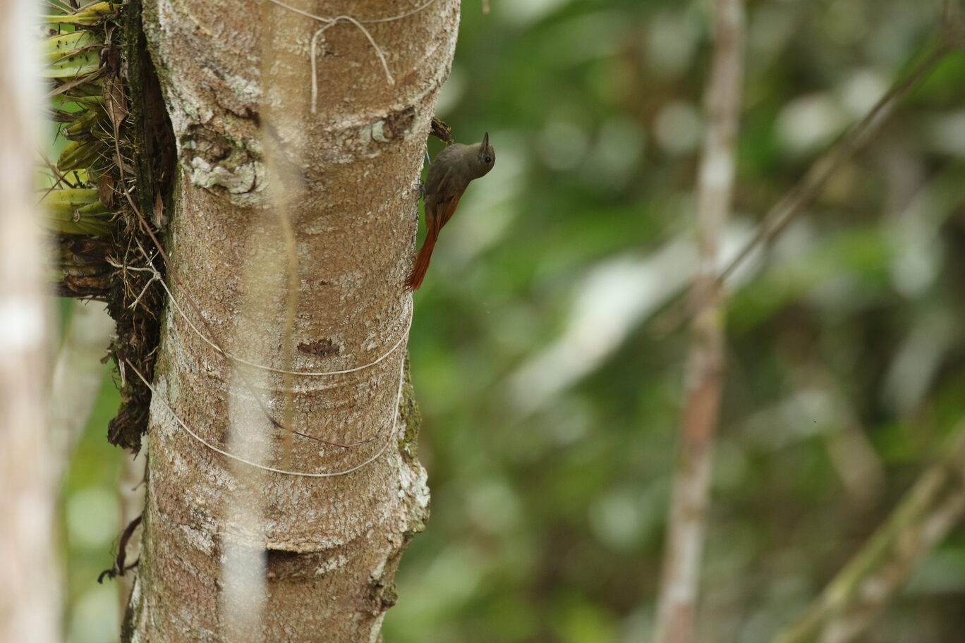 OLIVAACEUS WOODCREEPER